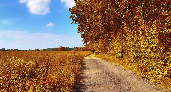 在eu发现的金色秋天风景的美丽全景森林红色阳光天空树木木头公园黄色绿色季节金的高清图片素材