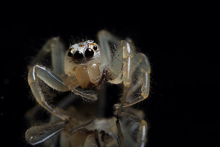 动物蜘蛛跳跃宏观昆虫背景图片