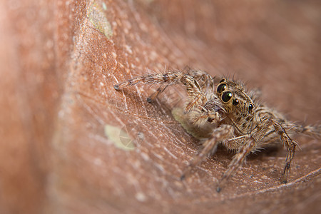 动物蜘蛛昆虫宏观跳跃背景图片