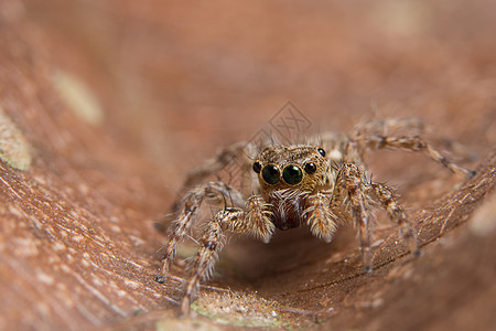 动物蜘蛛跳跃昆虫宏观背景图片