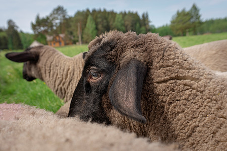 一只羊头在另一只羊的背面农村天空动物农业荒野野生动物眼睛场地农场羊毛图片