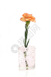 白色背景中孤立的橙色花朵图片