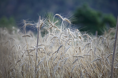 小麦田和蓝天生长太阳粮食农场食物牧场种子日落耳朵晴天图片