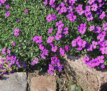 花朵在以不同颜色种着的欧洲花园中植物紫色雏菊橙子薰衣草野花阳光公园花束叶子图片