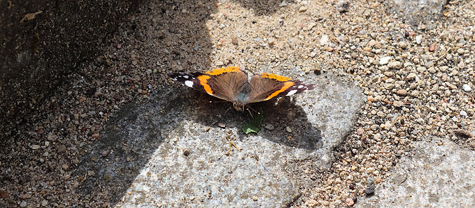 红蝴蝶海军上将坐在一块可塑石上昆虫动物黄色脆弱性鹅卵石地面鳞翅目橙子翅膀热带图片
