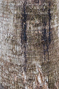 树木栏背景树干皮肤风化植物木材木头纹理公园材料图片