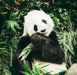 熊猫吃竹叶当午餐图片