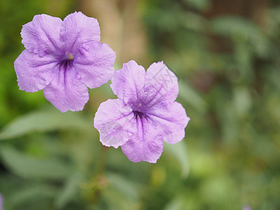 紫花背景花瓣花园植物群花朵粉色宏观蓝色紫色红色植物图片