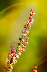 红色日落草地场地植物绿色辉光荒野太阳草本植物图片