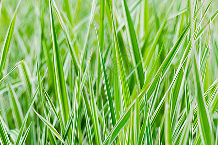 绿色和白色的芦苇草园艺水平指骨叶子日光草蛄花园条纹草地图片