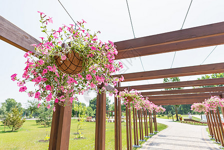 粉红花朵玫瑰的挂吊花园园艺花园树叶晴天季节凉棚植物凉亭花瓣花盆图片