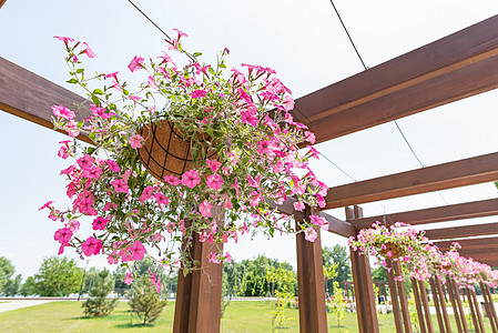 粉红花朵玫瑰的挂吊花园凉亭生长晴天植物学树叶季节花园花盆园艺凉棚图片