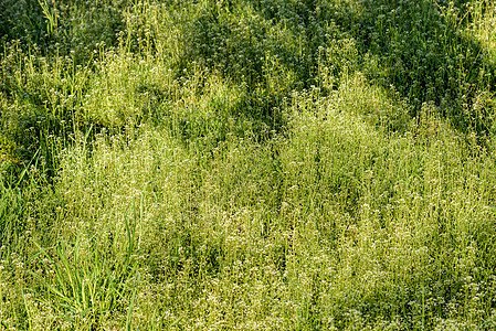 鲜花野花国家白色草原荒野绿色钱包植物草地牧羊人背景图片