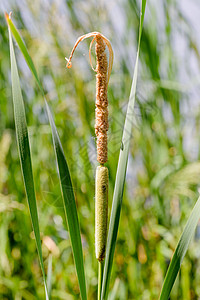 年轻Reed的 小里德快编细节狼牙棒绿色阔叶场景宽叶池塘生活棕色植物芦苇图片