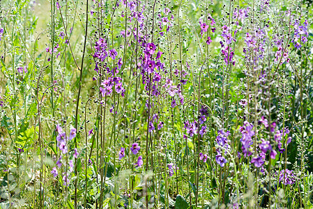 Meadow的草本植物荒野草本妖妇紫色粉色淡紫色绿色植物草地图片