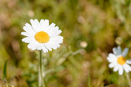小白黛丝花白色花园国歌花朵三叶草季节洋甘菊花瓣植物植物群图片