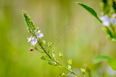 维罗妮卡 水速之花野生动物季节植物群水生动物生活水生植物花瓣荒野植物野花图片