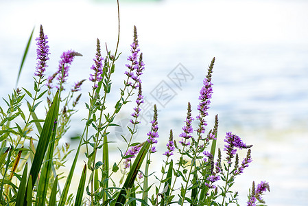 沙利氏麻风淋巴菌百合珍珠菜花序植物群绿色紫色粉色草本植物植物尖刺图片