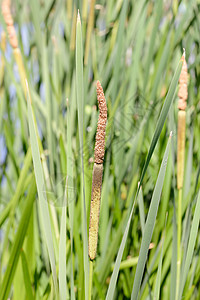 年轻Reed的 小里德快编细节宽叶绿色香蒲池塘芦苇生活湿地场景狼牙棒棕色图片