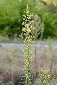 工厂绿色马尾杂草马草植物荒野植物群草本植物锥虫奶油图片