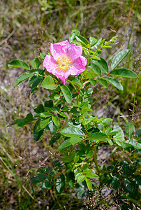 玫瑰果油粉色Eglantina 花植物学茄子花园花瓣植物群植物美丽野蔷薇宏观衬套背景