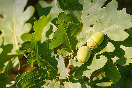 角的宏植物学叶子森林枝条木头绿色坚果季节生长阳光图片