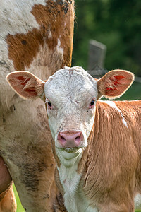 幼幼牛家畜哺乳动物牛肉乡村牧场婴儿农场奶牛农田农业图片