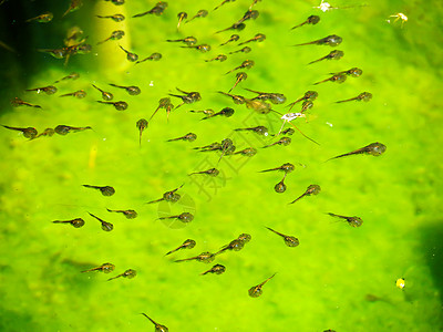不幸家庭动物池塘食物肤色蟾蜍旱獭气质游泳池青蛙绿色图片