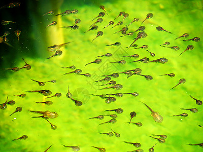 不幸家庭旱獭池塘动物气质游泳池绿色蝌蚪动物学青蛙花粉图片