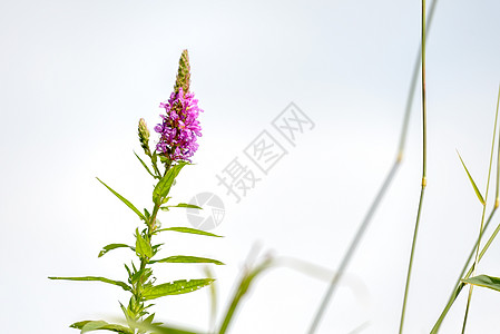 沙利氏麻风素花序绿色珍珠菜植物群粉色紫色叶子草地草本植物灌木图片