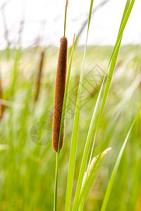 Reed的零售细节绿色宽叶叶子阔叶棕色生活植物湿地池塘香蒲图片