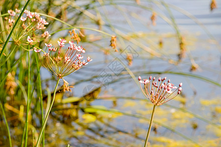 Butomus 乌姆贝利亚图斯伞形白色草丛荒野花序沼泽宏观高峰植物绿色图片