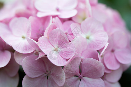 绣球花花朵绿色花瓣紫色花园植物红色大叶白色粉色夏天高清图片素材