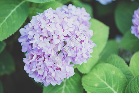 绣球花大叶白色花瓣花朵植物花束绿色紫色花园粉色叶子高清图片素材