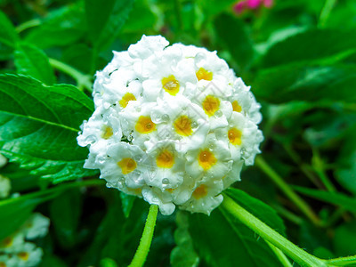 兰塔纳卡玛拉混合了花上黄色白水滴落的黄白水肤色植物灌木树篱金子季节花园花瓣气质植物群图片