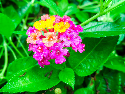 兰塔纳混合了浅粉红紫红色黄水滴在花上植物花园花朵花瓣植物学灌木气质草本植物叶子金子背景图片