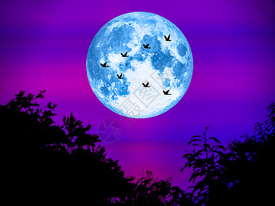 鸟儿飞回家 超级月亮在明亮的夜晚图片