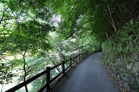 绿色花园树中的日本人步行道文化公园街道建筑学小路图片