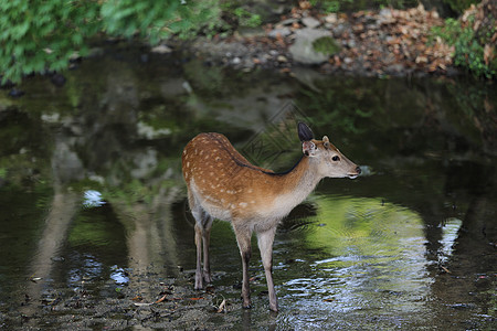 日本奈拉市野鹿城市野生动物地标旅游旅行观光森林树木梅花鹿动物图片