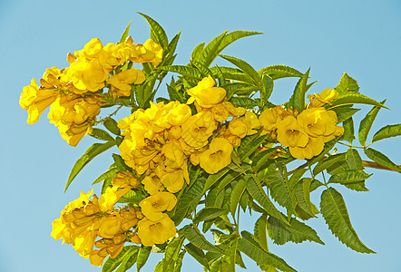 蓝色背景的黄色花朵天空园艺生长花瓣植物群绿色树叶叶子植物花园图片