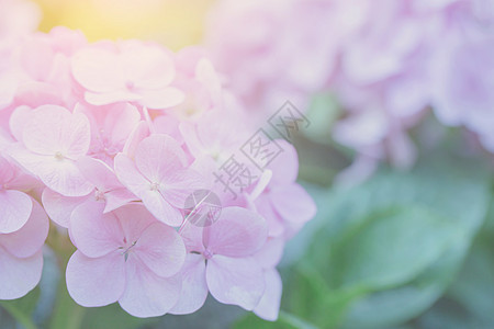 绣球花叶子蓝色公园花园紫色粉色植物花朵大叶花瓣红色的高清图片素材