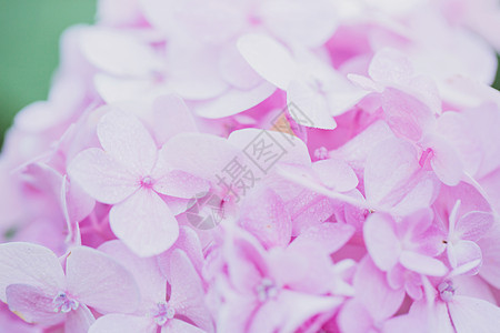 绣球花红色花束公园花朵衬套粉色绿色蓝色花瓣花园紫色的高清图片素材