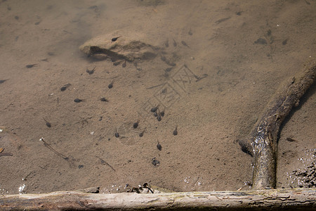 水体中许多 密闭池塘生态身体蝌蚪生物学后代动物群动物学两栖国家图片