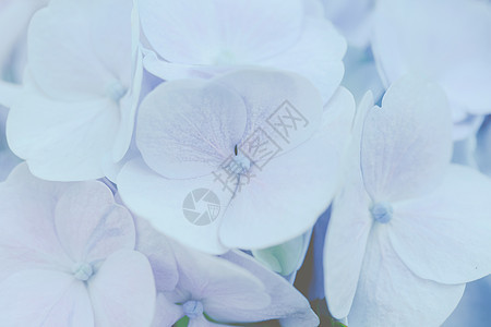 绣球花花朵粉色花园植物红色花瓣白色紫色蓝色公园紫色的高清图片素材