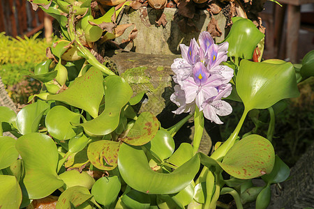 特写凤眼莲开花的紫罗兰花 紫色水葫芦 凤眼莲属 花束是自然背景中美丽的精致花瓣 印度尼西亚巴厘岛植物学荒野热带池塘季节植物群沼泽图片