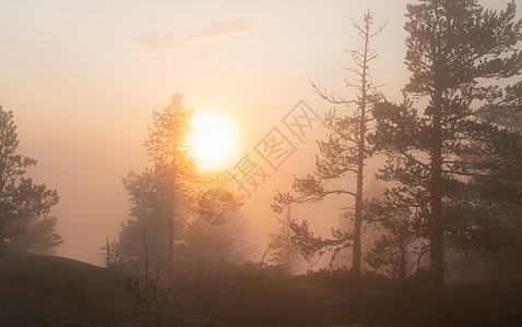 柔和的阳光照耀着雾蒙蒙的斯堪的纳维亚山区松树林 金色的夏日 瑞典北部山区浓雾弥漫旅行风景景观全景山脉旅游深林迷雾荒野假期图片