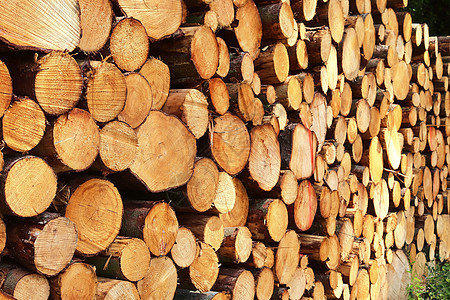 带年轮的堆叠木柴的详细特写纹理木头橡木树干桦木圆圈风化云杉棕色森林木材图片
