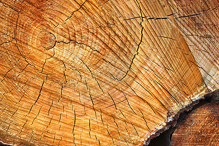 带年轮的堆叠木柴的详细特写纹理木材风化云杉松树宏观圆圈森林桦木棕色材料图片