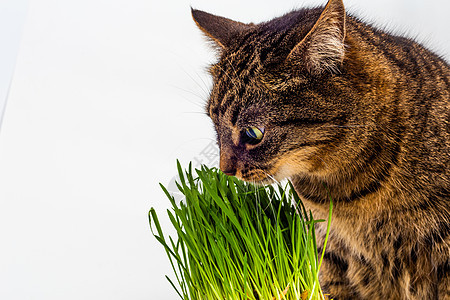 猫吃新鲜绿草 紧贴白色背景 有选择性地关注和模糊不清的白底食物宠物黄眼睛毛皮植物饮食哺乳动物叶子草地营养图片