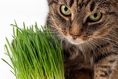 猫吃新鲜绿草 紧贴白色背景 有选择性地关注和模糊不清的白底草地毛皮宠物食物动物猫科动物植物哺乳动物草本植物叶子图片